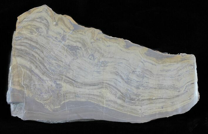 Devonian Stromatolite Slab - Orkney, Scotland #61080